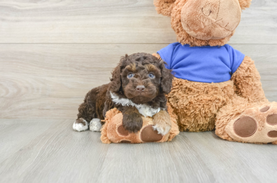 Petite Cockapoo Poodle Mix Pup