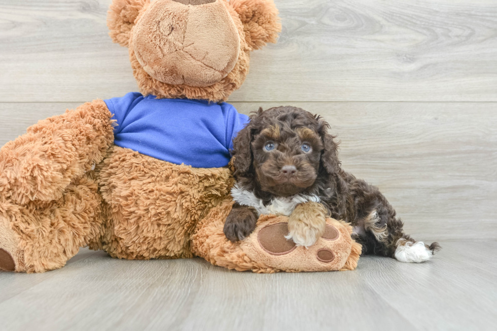 Cockapoo Pup Being Cute