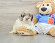 6 week old Cockapoo Puppy For Sale - Pilesgrove Pups