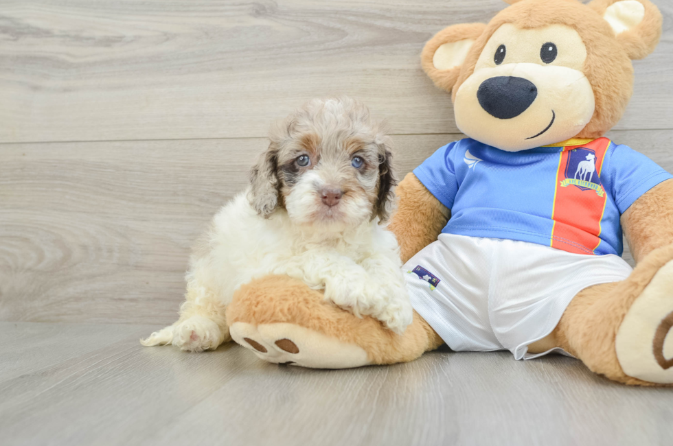 6 week old Cockapoo Puppy For Sale - Pilesgrove Pups