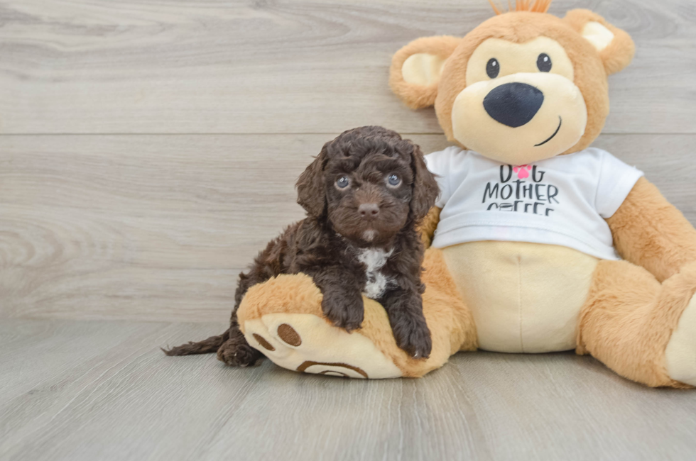 6 week old Cockapoo Puppy For Sale - Pilesgrove Pups