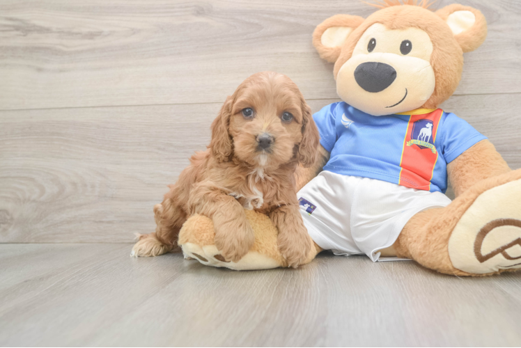 Happy Cockapoo Baby