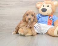 7 week old Cockapoo Puppy For Sale - Pilesgrove Pups