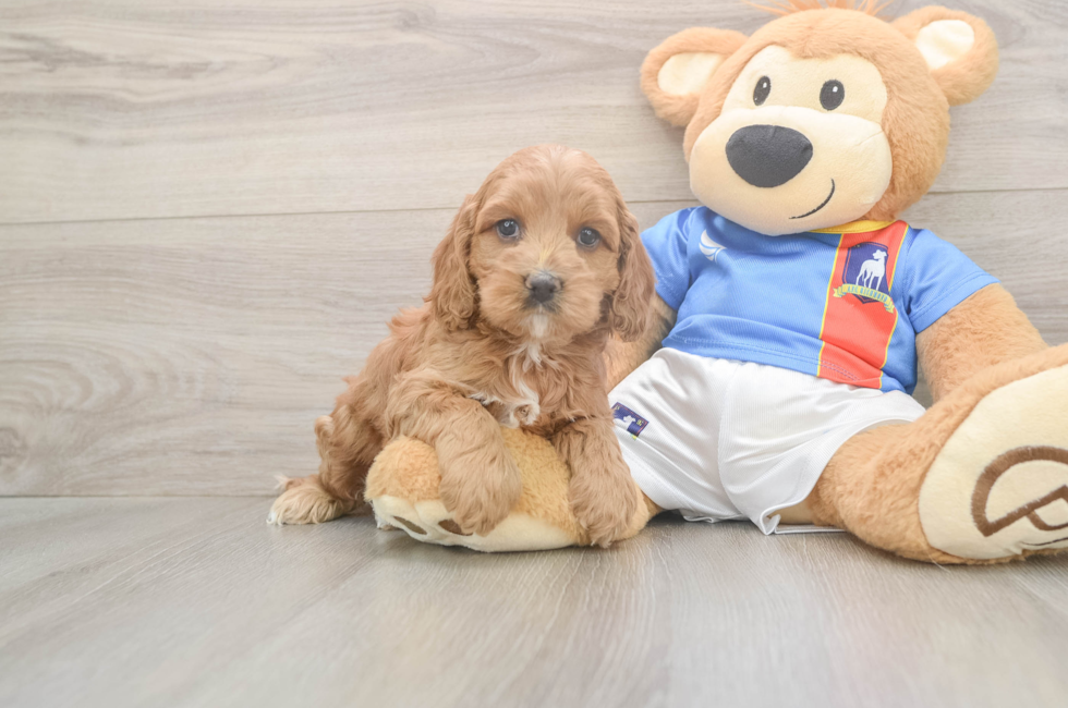 5 week old Cockapoo Puppy For Sale - Pilesgrove Pups