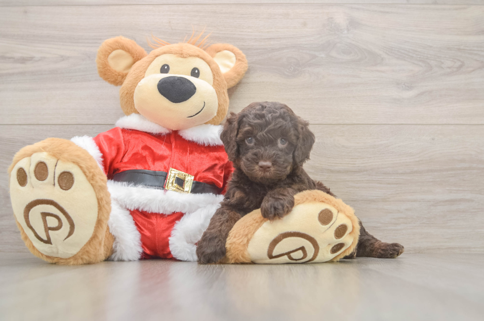 5 week old Cockapoo Puppy For Sale - Pilesgrove Pups