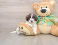 5 week old Cockapoo Puppy For Sale - Pilesgrove Pups