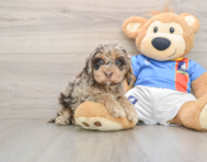 6 week old Cockapoo Puppy For Sale - Pilesgrove Pups