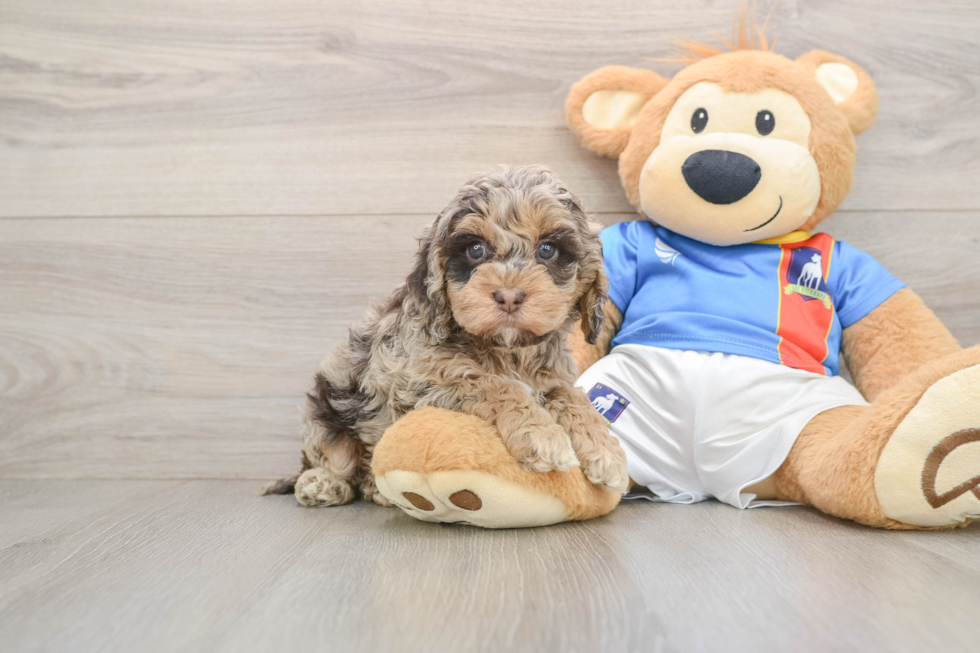 Little Cocker Doodle Poodle Mix Puppy