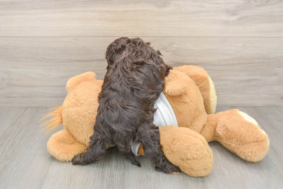 Smart Cockapoo Poodle Mix Pup