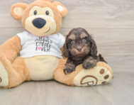 6 week old Cockapoo Puppy For Sale - Pilesgrove Pups