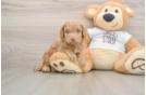 Playful Cocker Doodle Poodle Mix Puppy