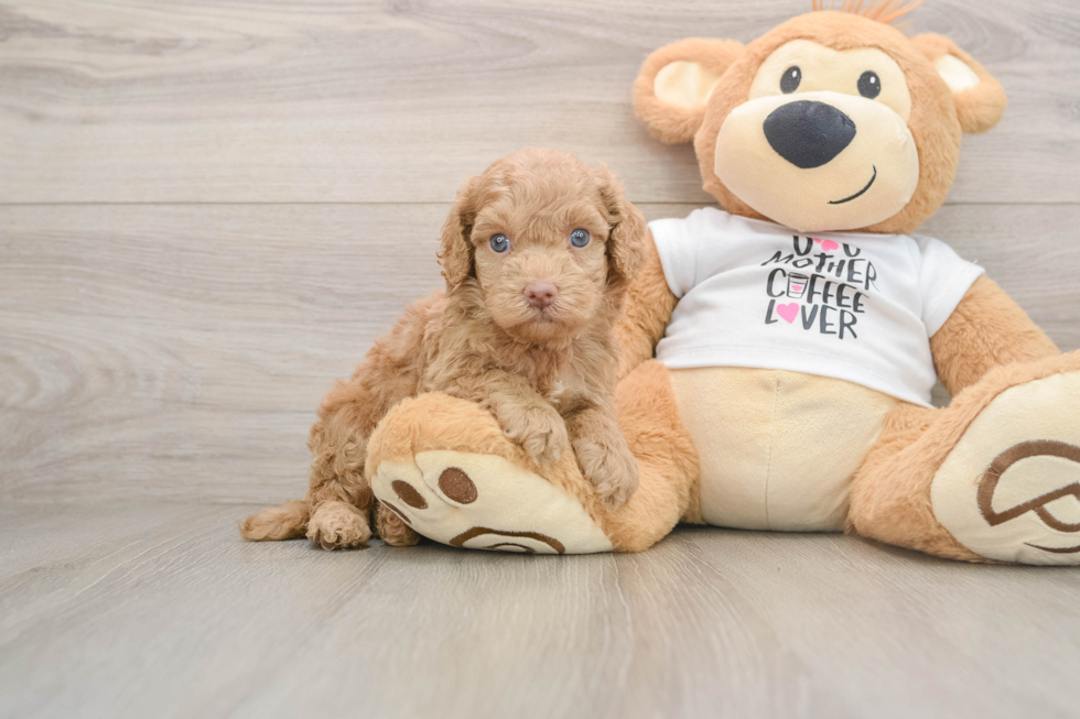 Playful Cocker Doodle Poodle Mix Puppy