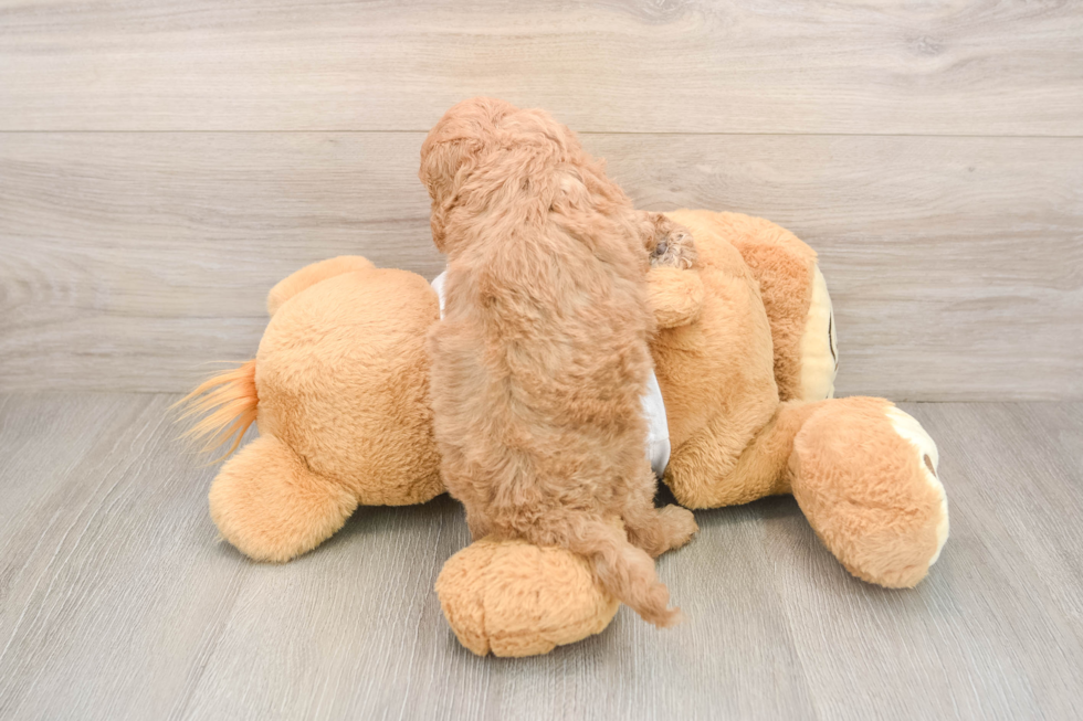 Cockapoo Pup Being Cute