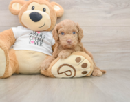 5 week old Cockapoo Puppy For Sale - Pilesgrove Pups