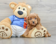 6 week old Cockapoo Puppy For Sale - Pilesgrove Pups