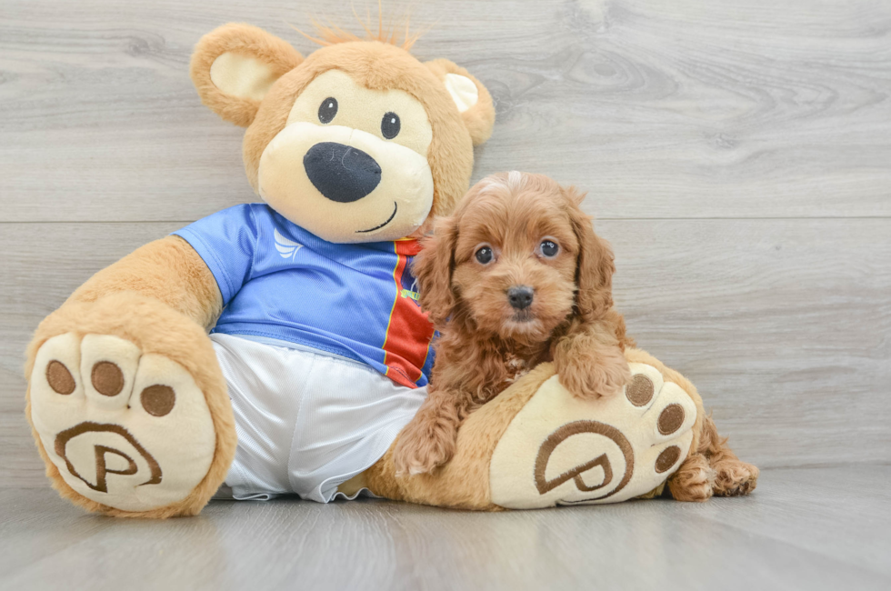 5 week old Cockapoo Puppy For Sale - Pilesgrove Pups