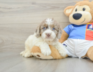 5 week old Cockapoo Puppy For Sale - Pilesgrove Pups