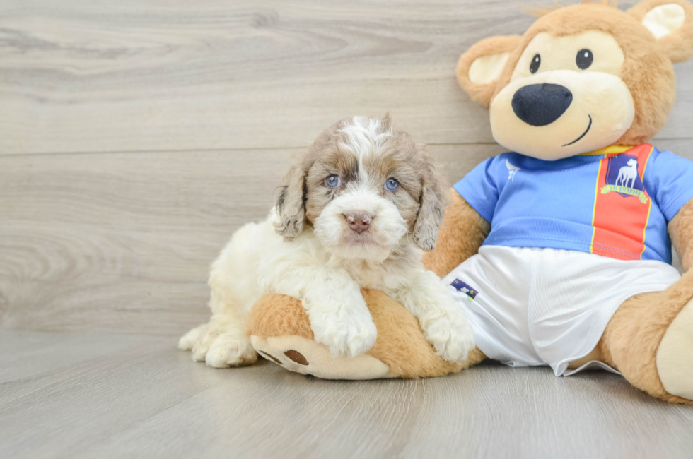 6 week old Cockapoo Puppy For Sale - Pilesgrove Pups