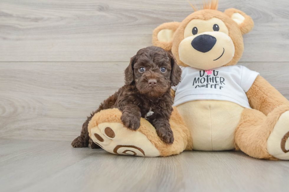 6 week old Cockapoo Puppy For Sale - Pilesgrove Pups