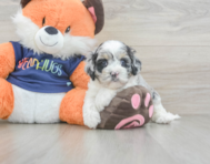 7 week old Cockapoo Puppy For Sale - Pilesgrove Pups