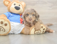 6 week old Cockapoo Puppy For Sale - Pilesgrove Pups