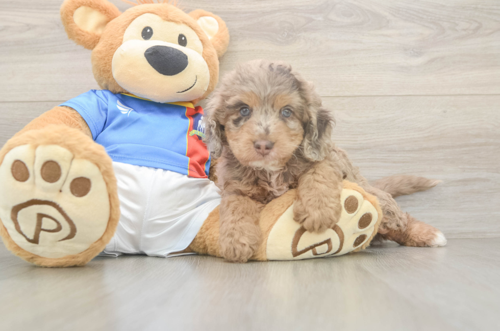 5 week old Cockapoo Puppy For Sale - Pilesgrove Pups