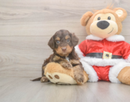 6 week old Cockapoo Puppy For Sale - Pilesgrove Pups