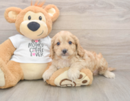 5 week old Cockapoo Puppy For Sale - Pilesgrove Pups