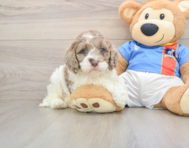 6 week old Cockapoo Puppy For Sale - Pilesgrove Pups