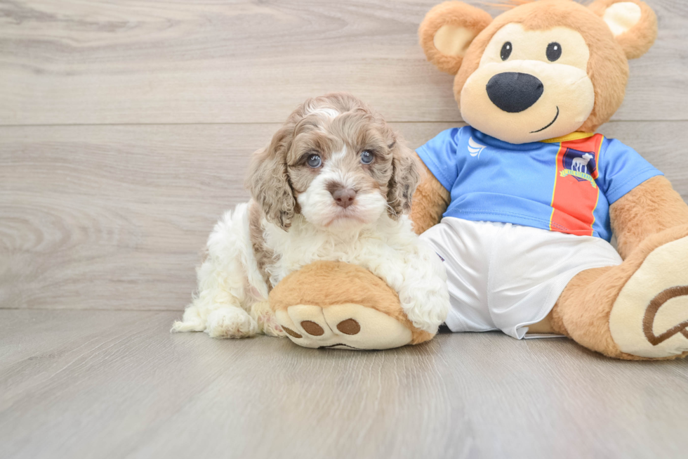 Best Cockapoo Baby