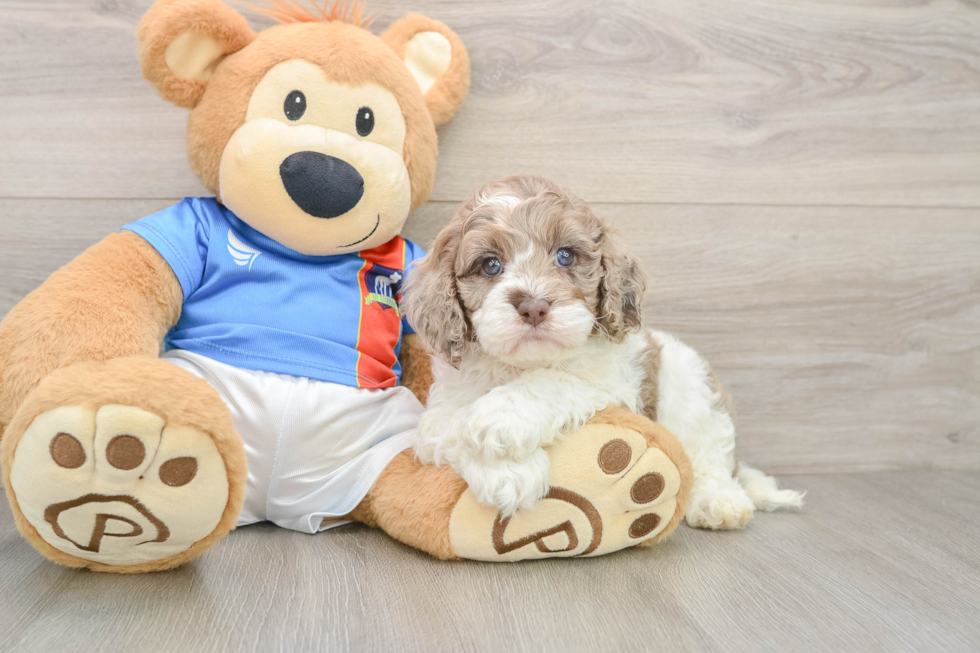 Little Cocker Doodle Poodle Mix Puppy