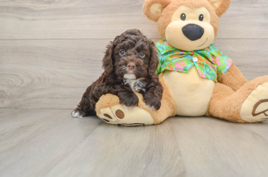 Fluffy Cockapoo Poodle Mix Pup