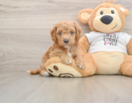 5 week old Cockapoo Puppy For Sale - Pilesgrove Pups