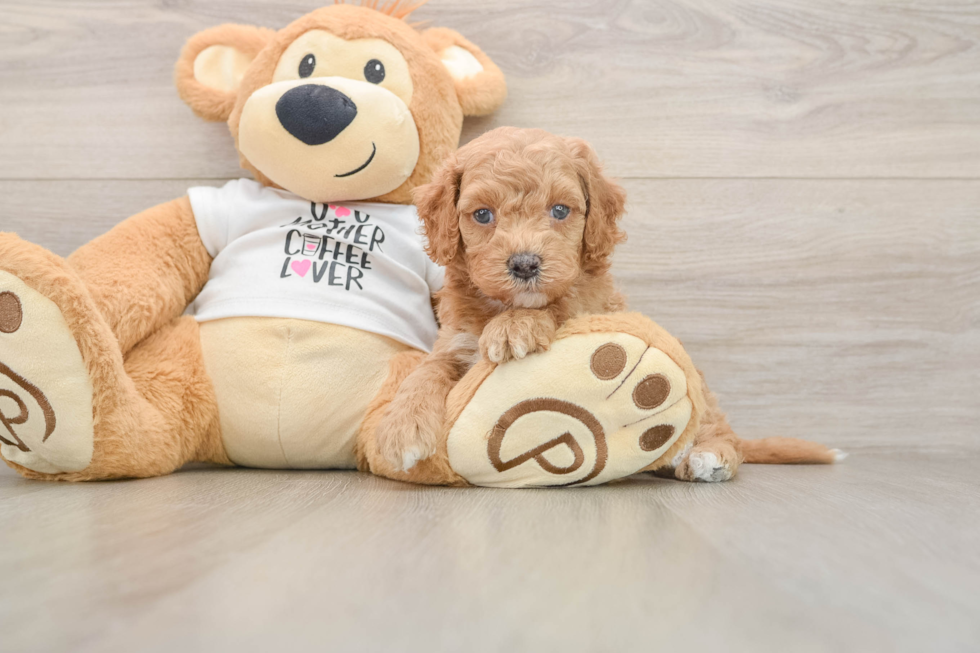Cockapoo Pup Being Cute