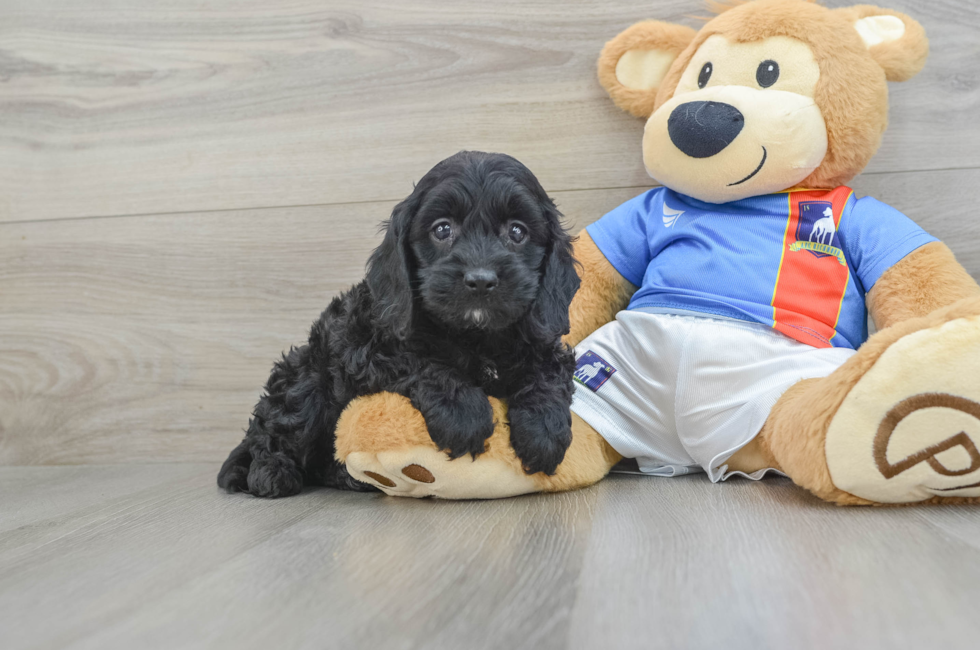 5 week old Cockapoo Puppy For Sale - Pilesgrove Pups