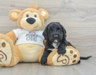 5 week old Cockapoo Puppy For Sale - Pilesgrove Pups