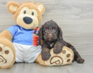 5 week old Cockapoo Puppy For Sale - Pilesgrove Pups