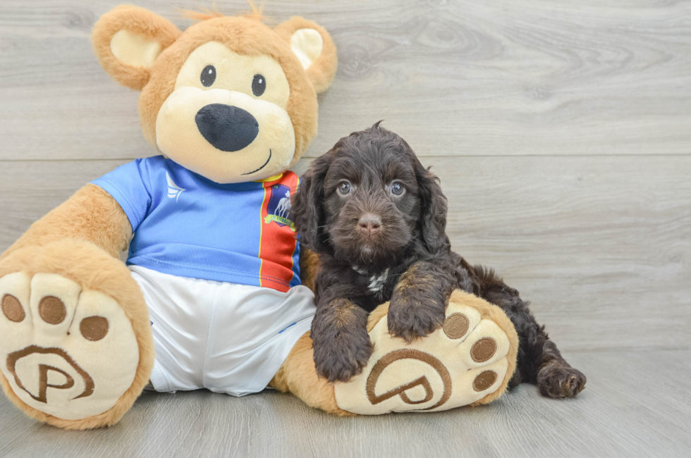 6 week old Cockapoo Puppy For Sale - Pilesgrove Pups
