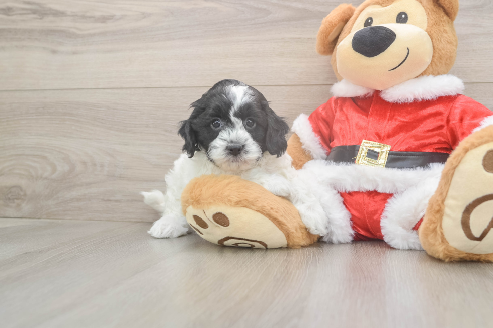 Hypoallergenic Cocker Doodle Poodle Mix Puppy