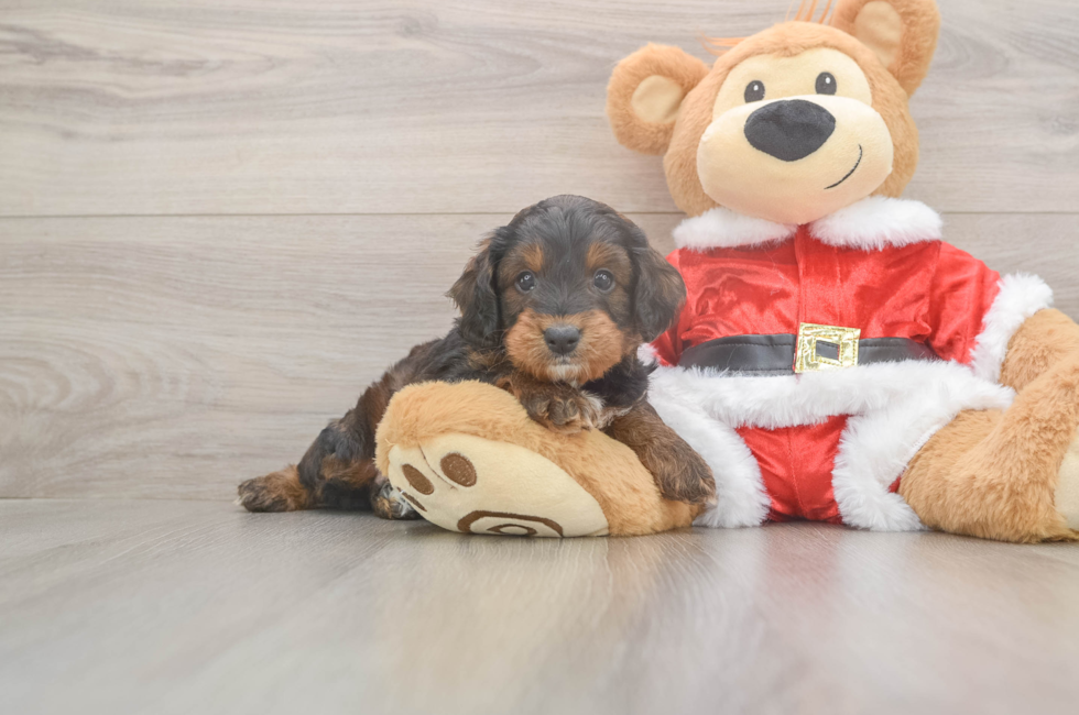 5 week old Cockapoo Puppy For Sale - Pilesgrove Pups