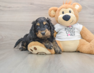 5 week old Cockapoo Puppy For Sale - Pilesgrove Pups