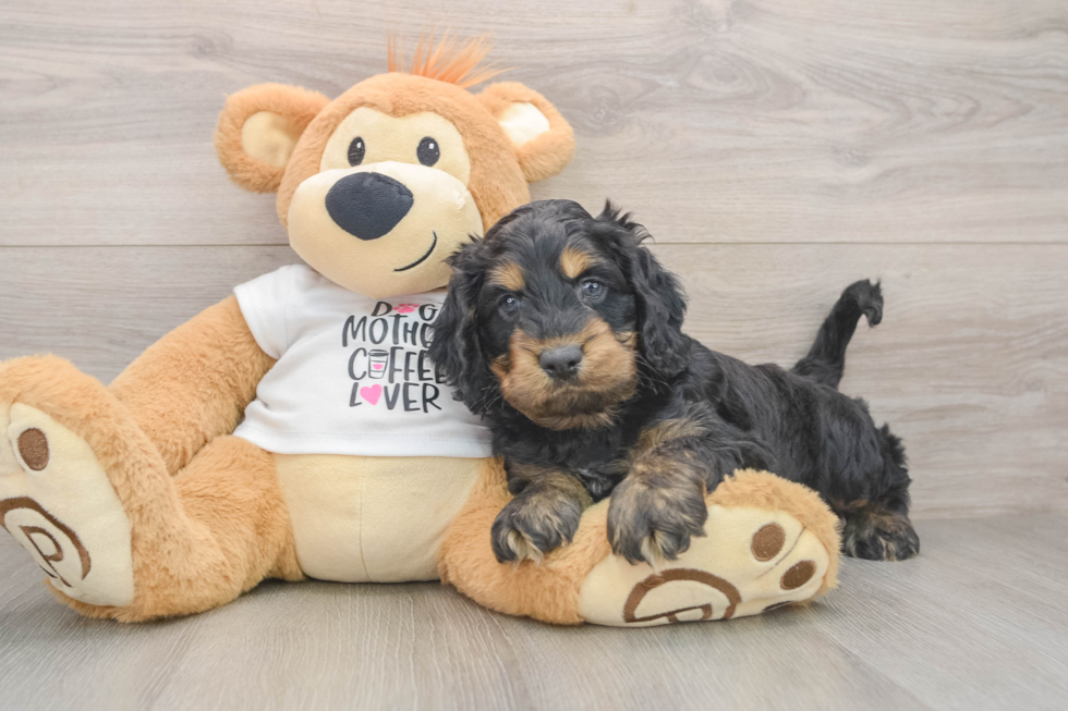 Cockapoo Puppy for Adoption