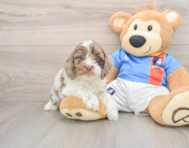 6 week old Cockapoo Puppy For Sale - Pilesgrove Pups