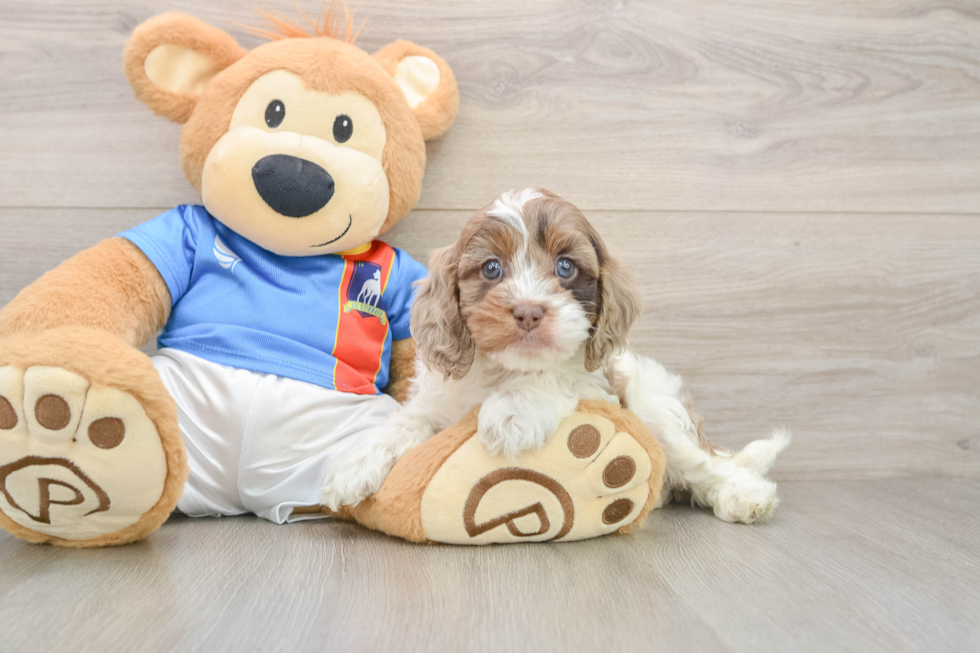 Funny Cockapoo Poodle Mix Pup