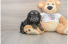 Cockapoo Puppy for Adoption
