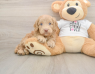 5 week old Cockapoo Puppy For Sale - Pilesgrove Pups