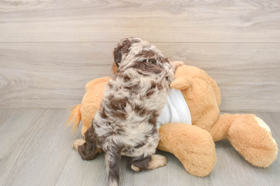 Popular Cockapoo Poodle Mix Pup