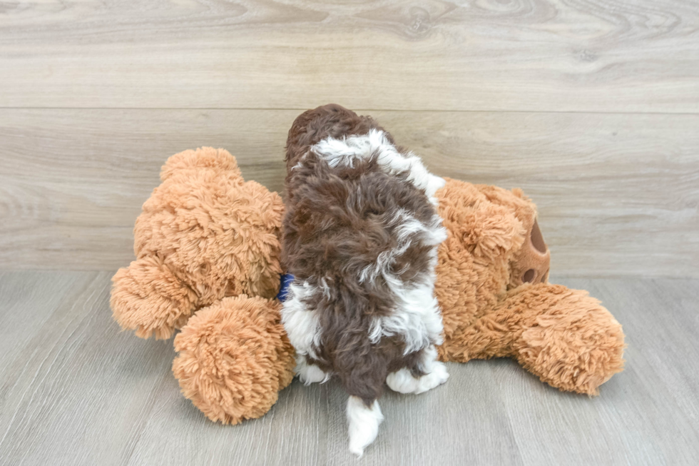 Cockapoo Pup Being Cute