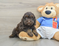 6 week old Cockapoo Puppy For Sale - Pilesgrove Pups