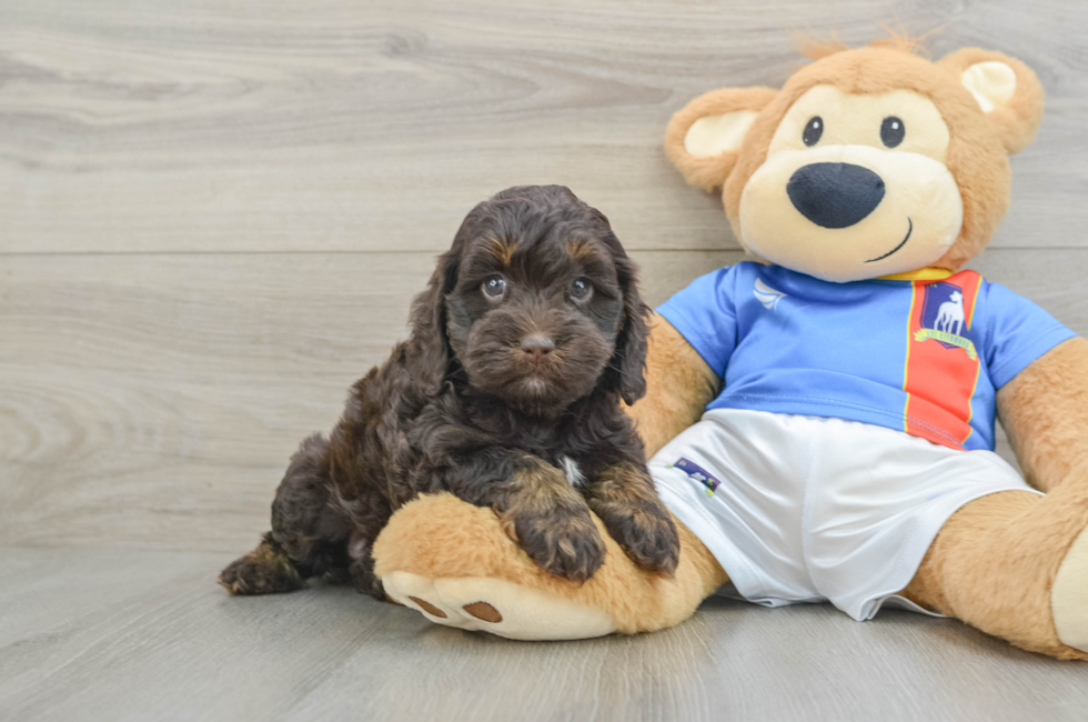 6 week old Cockapoo Puppy For Sale - Pilesgrove Pups
